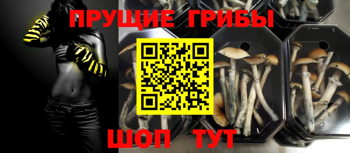 Краснознаменск  закладки  Вход с VPN  Галлюциногенные грибы MAGIC MUSHROOMS  Псилоцибиновые грибы ЛСД 